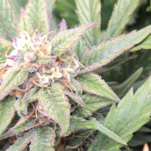 Frannie- BB Fat Bastard (90), Hybrid, 30-38%, 312 wet/57 dry growlog timeline photo