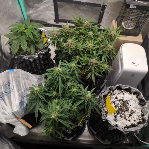 Donna- NH Nuclear Stardawg (74), 22% Sativa, 150g wet/29 dry growlog timeline photo