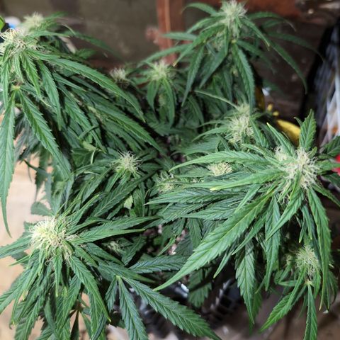 Anita-NH ATF (73), 13-27%, Sativa 149g wet/25g dry growlog photo: She's whimpy again. I think her pH is uneven.