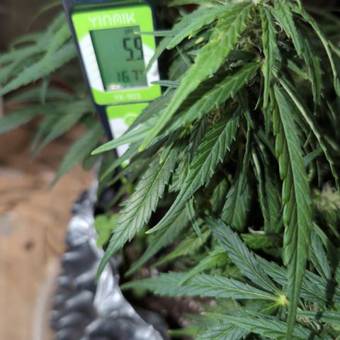 Anita-NH ATF (73), 13-27%, Sativa 149g wet/25g dry growlog photo: The other side showed 6.4 pH... Now it isn't. Low regardless.