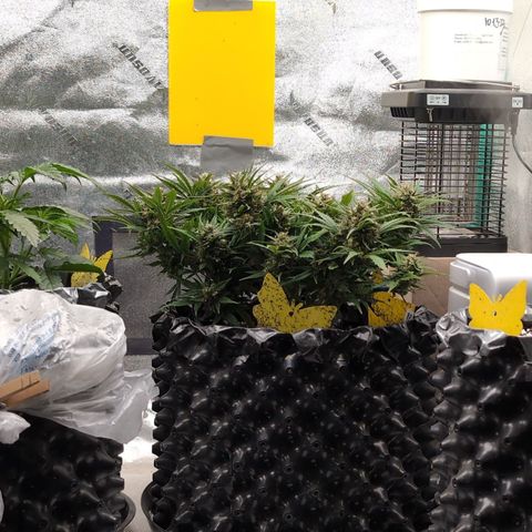 Donna- NH Nuclear Stardawg (74), 22% Sativa, 150g wet/29 dry growlog timeline photo