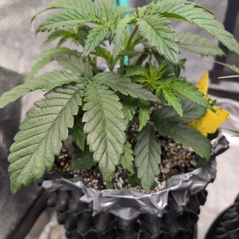 Donna- NH Nuclear Stardawg (74), 22% Sativa, 150g wet/29 dry growlog photo: Just gorg! ❤️