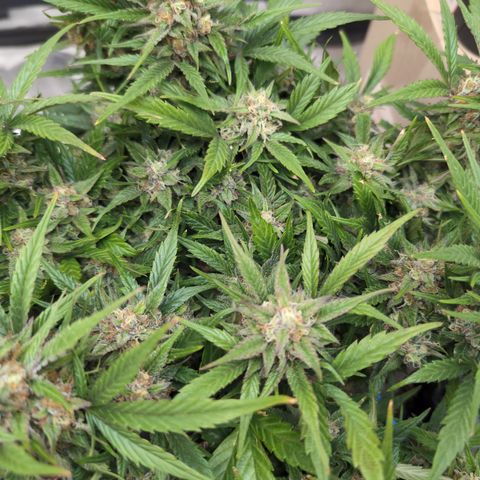 Frannie- BB Fat Bastard (90), Hybrid, 30-38%, 312 wet/57 dry growlog timeline photo