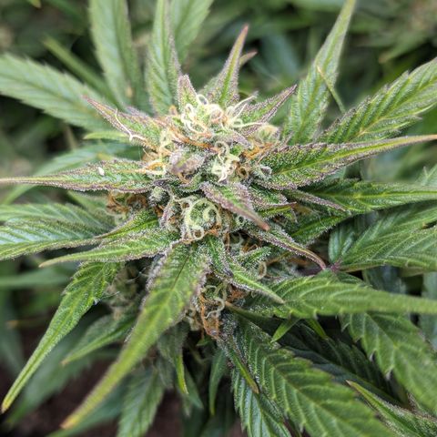 Frannie- BB Fat Bastard (90), Hybrid, 30-38%, 312 wet/57 dry growlog timeline photo
