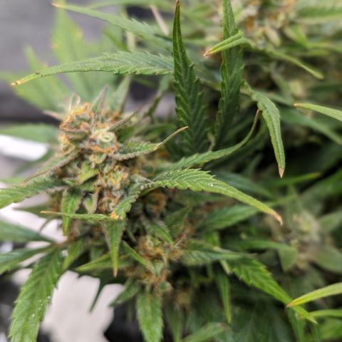 Frannie- BB Fat Bastard (90), Hybrid, 30-38%, 312 wet/57 dry growlog timeline photo