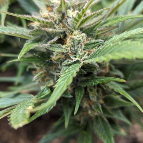Frannie- BB Fat Bastard (90), Hybrid, 30-38%, 312 wet/57 dry growlog timeline photo