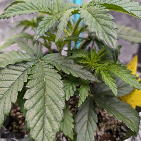 Donna- NH Nuclear Stardawg (74), 22% Sativa, 150g wet/29 dry growlog timeline photo
