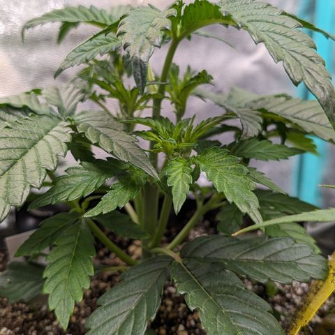 Donna- NH Nuclear Stardawg (74), 22% Sativa, 150g wet/29 dry growlog timeline photo