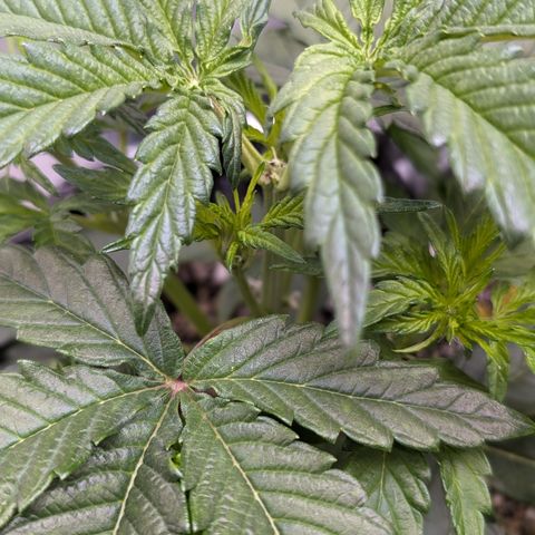 Donna- NH Nuclear Stardawg (74), 22% Sativa, 150g wet/29 dry growlog timeline photo