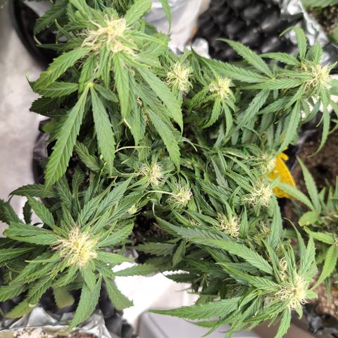 Anita-NH ATF (73), 13-27%, Sativa 149g wet/25g dry growlog timeline photo