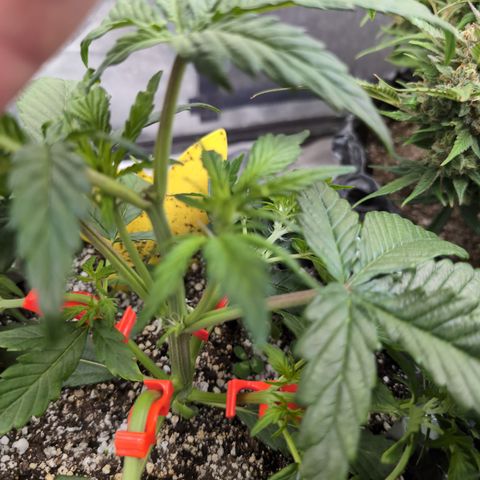 Donna- NH Nuclear Stardawg (74), 22% Sativa, 150g wet/29 dry growlog timeline photo