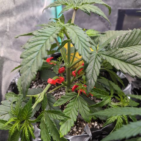 Donna- NH Nuclear Stardawg (74), 22% Sativa, 150g wet/29 dry growlog photo: I may cut that whole center set of leaves.
