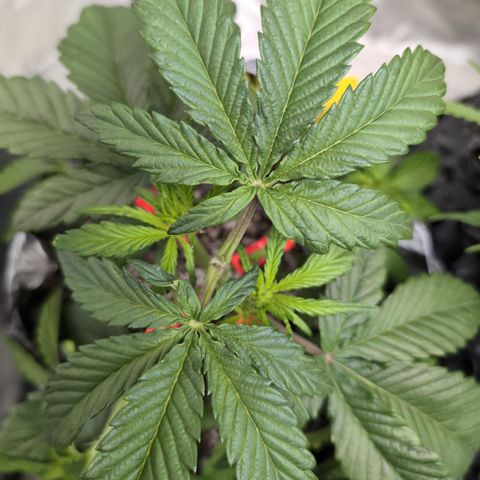 Donna- NH Nuclear Stardawg (74), 22% Sativa, 150g wet/29 dry growlog timeline photo