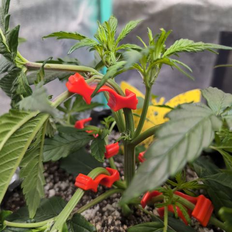 Donna- NH Nuclear Stardawg (74), 22% Sativa, 150g wet/29 dry growlog photo: I bent her instead.