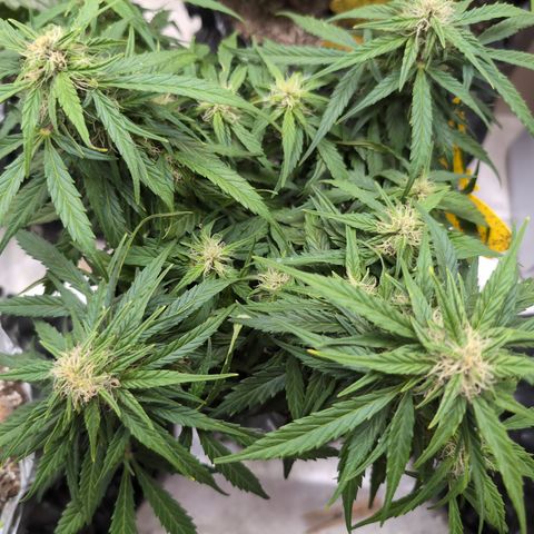 Anita-NH ATF (73), 13-27%, Sativa 149g wet/25g dry growlog timeline photo