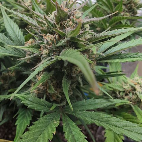 Frannie- BB Fat Bastard (90), Hybrid, 30-38%, 312 wet/57 dry growlog timeline photo