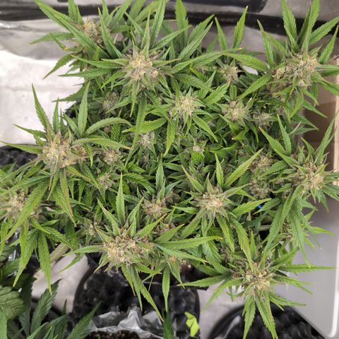 Frannie- BB Fat Bastard (90), Hybrid, 30-38%, 312 wet/57 dry growlog timeline photo
