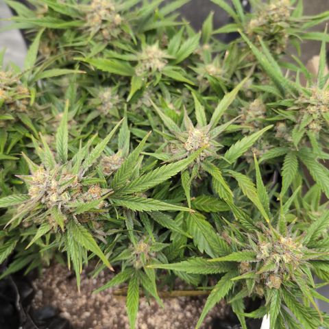 Frannie- BB Fat Bastard (90), Hybrid, 30-38%, 312 wet/57 dry growlog timeline photo