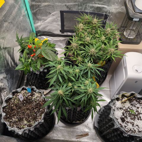 Donna- NH Nuclear Stardawg (74), 22% Sativa, 150g wet/29 dry growlog timeline photo
