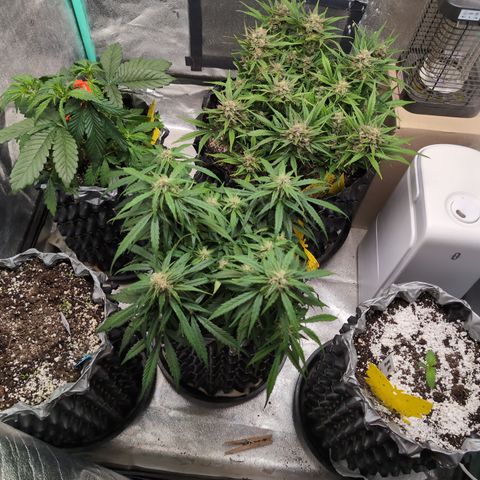 Donna- NH Nuclear Stardawg (74), 22% Sativa, 150g wet/29 dry growlog timeline photo