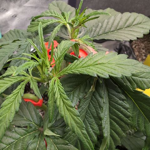 Donna- NH Nuclear Stardawg (74), 22% Sativa, 150g wet/29 dry growlog photo: Definitely flowering!