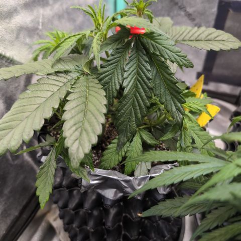 Donna- NH Nuclear Stardawg (74), 22% Sativa, 150g wet/29 dry growlog photo: Definitely flowering!