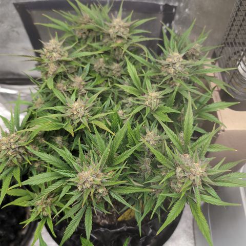 Frannie- BB Fat Bastard (90), Hybrid, 30-38%, 312 wet/57 dry growlog timeline photo