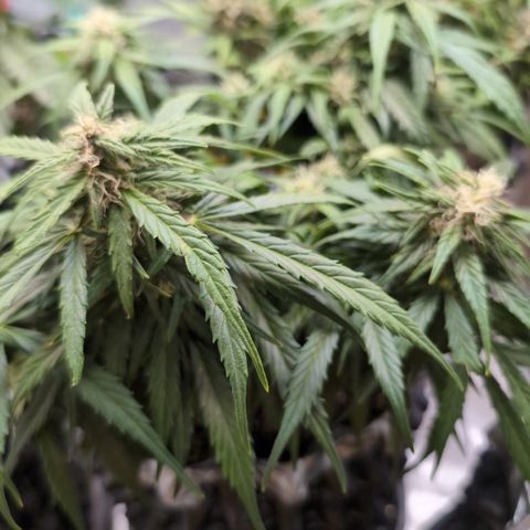 Anita-NH ATF (73), 13-27%, Sativa 149g wet/25g dry growlog timeline photo