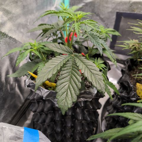 Donna- NH Nuclear Stardawg (74), 22% Sativa, 150g wet/29 dry growlog photo: 🤯