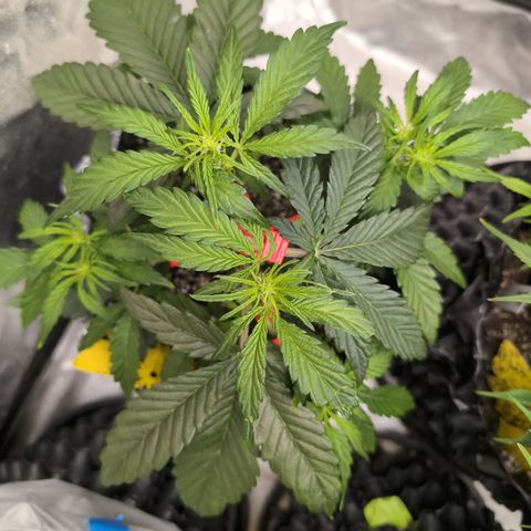 Donna- NH Nuclear Stardawg (74), 22% Sativa, 150g wet/29 dry growlog photo: I took off a giant fan leaves on the side of the main stem. 
Gee..I could take that while things! No flowers on it!