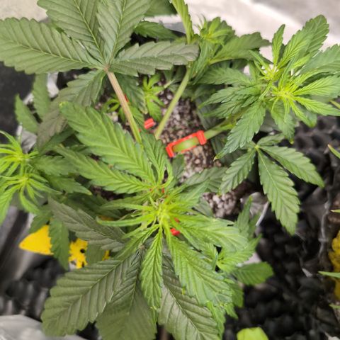 Donna- NH Nuclear Stardawg (74), 22% Sativa, 150g wet/29 dry growlog photo: I took off the main stem. Looks like I topped too much as she's very one-sided.
