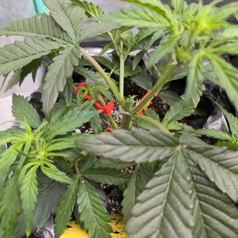 Donna- NH Nuclear Stardawg (74), 22% Sativa, 150g wet/29 dry growlog photo: I took off the main stem. Looks like I topped too much as she's very one-sided.