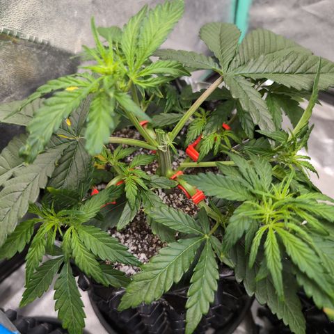 Donna- NH Nuclear Stardawg (74), 22% Sativa, 150g wet/29 dry growlog timeline photo
