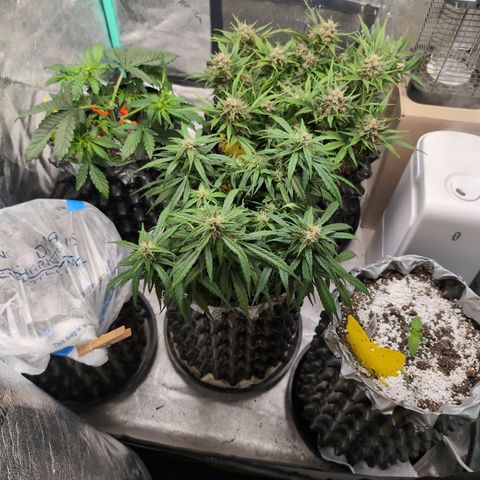 Donna- NH Nuclear Stardawg (74), 22% Sativa, 150g wet/29 dry growlog timeline photo