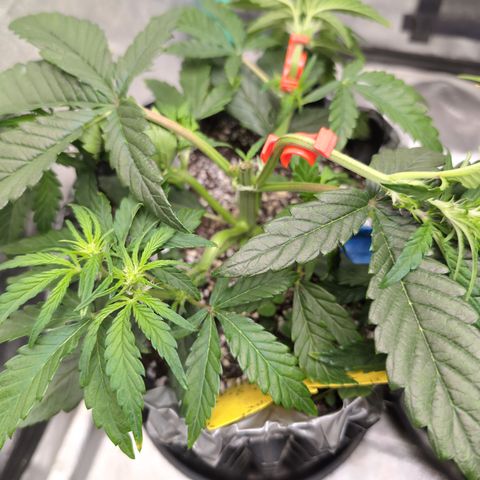 Donna- NH Nuclear Stardawg (74), 22% Sativa, 150g wet/29 dry growlog photo: I broke her arm. We'll see if taping helps. She was clean off.