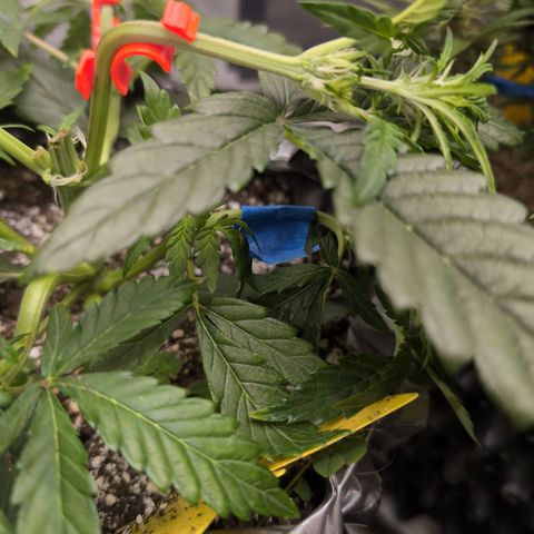 Donna- NH Nuclear Stardawg (74), 22% Sativa, 150g wet/29 dry growlog photo: I broke her arm. We'll see if taping helps. She was clean off.