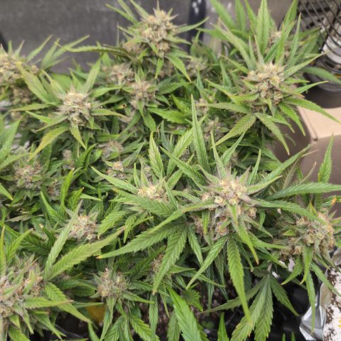 Frannie- BB Fat Bastard (90), Hybrid, 30-38%, 312 wet/57 dry growlog timeline photo