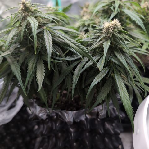 Anita-NH ATF (73), 13-27%, Sativa 149g wet/25g dry growlog timeline photo