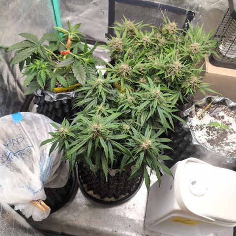 Donna- NH Nuclear Stardawg (74), 22% Sativa, 150g wet/29 dry growlog timeline photo