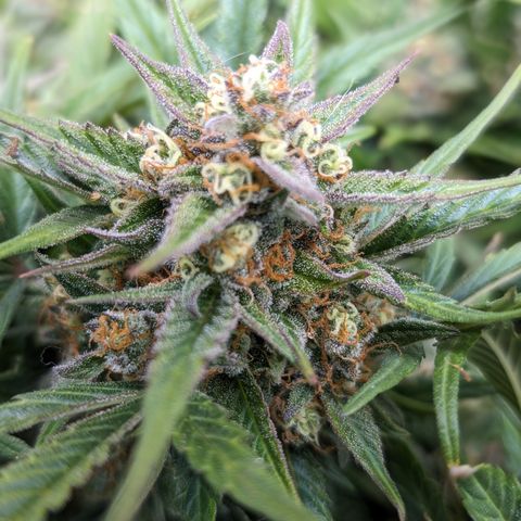 Frannie- BB Fat Bastard (90), Hybrid, 30-38%, 312 wet/57 dry growlog timeline photo