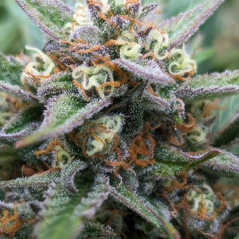 Frannie- BB Fat Bastard (90), Hybrid, 30-38%, 312 wet/57 dry growlog timeline photo