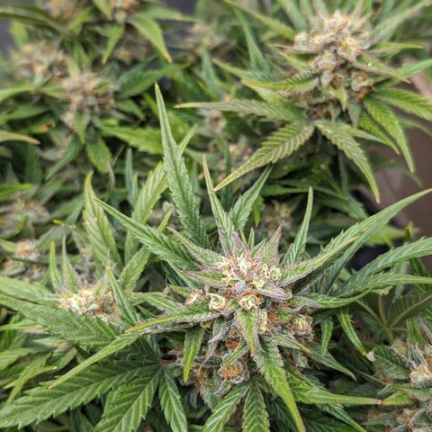 Frannie- BB Fat Bastard (90), Hybrid, 30-38%, 312 wet/57 dry growlog timeline photo