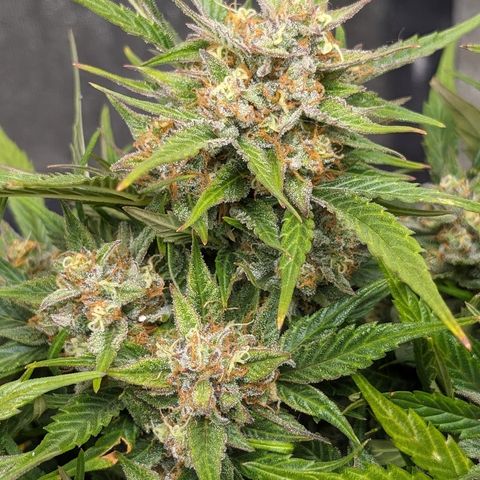 Frannie- BB Fat Bastard (90), Hybrid, 30-38%, 312 wet/57 dry growlog timeline photo