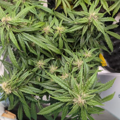Anita-NH ATF (73), 13-27%, Sativa 149g wet/25g dry growlog photo: She's too leafy. Needs a haircut.
