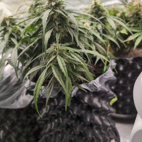 Anita-NH ATF (73), 13-27%, Sativa 149g wet/25g dry growlog photo: She's too leafy. Needs a haircut.