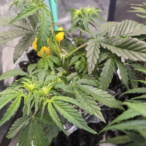 Donna- NH Nuclear Stardawg (74), 22% Sativa, 150g wet/29 dry growlog timeline photo