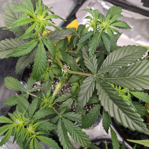 Donna- NH Nuclear Stardawg (74), 22% Sativa, 150g wet/29 dry growlog timeline photo
