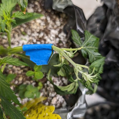 Donna- NH Nuclear Stardawg (74), 22% Sativa, 150g wet/29 dry growlog timeline photo