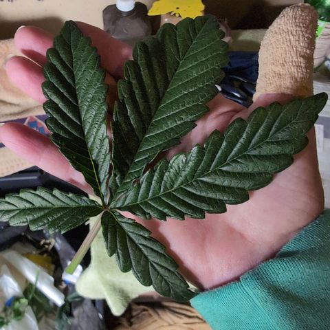Donna- NH Nuclear Stardawg (74), 22% Sativa, 150g wet/29 dry growlog photo: 🤯