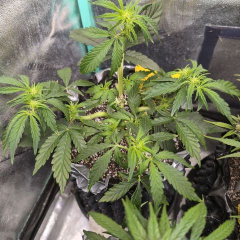 Donna- NH Nuclear Stardawg (74), 22% Sativa, 150g wet/29 dry growlog photo: I'm afraid to bend that top more. 